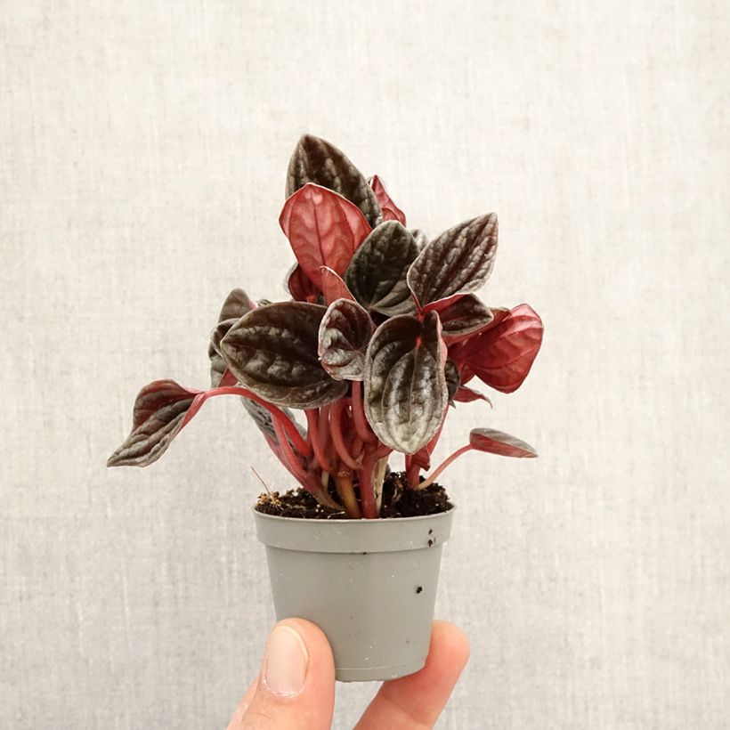 Example of Peperomia caperata Montevideo mini-pianta as you get in printemps