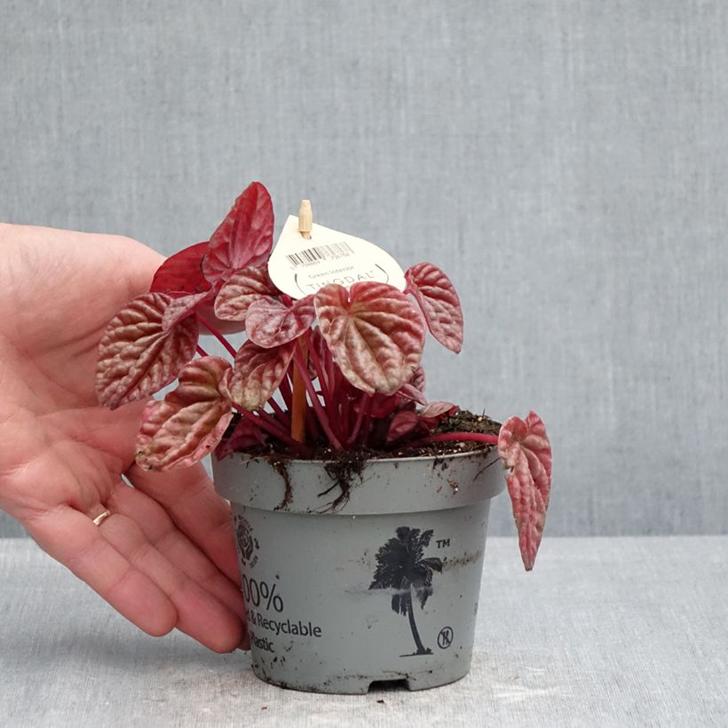 Peperomia caperata Quito Vaso da Ø 12 cm / 13 cm esemplare consegnato in primavera