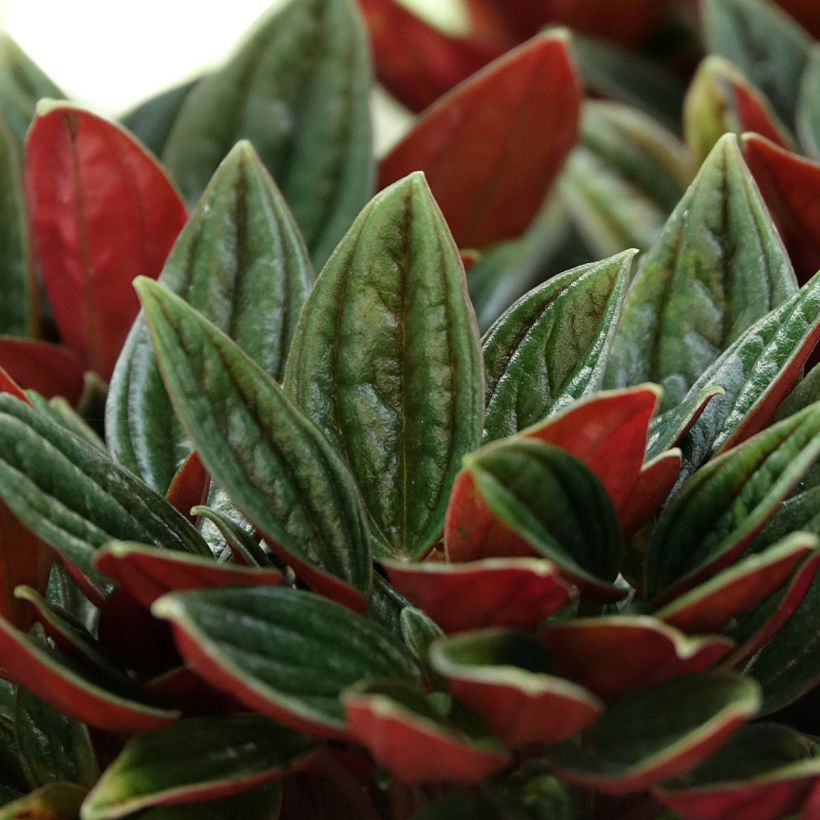 Peperomia caperata Rosso (Fogliame)