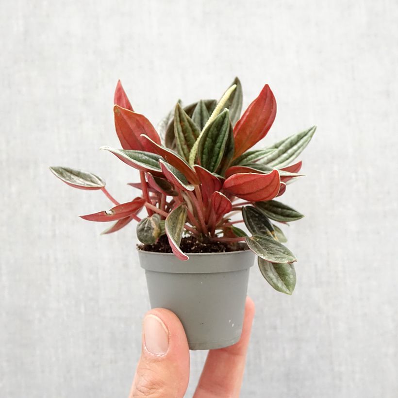 Example of Peperomia caperata Rosso mini-pianta as you get in printemps