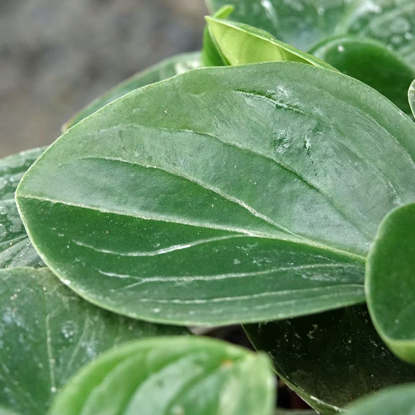 Peperomia clusiifolia Red Margin (Fogliame)
