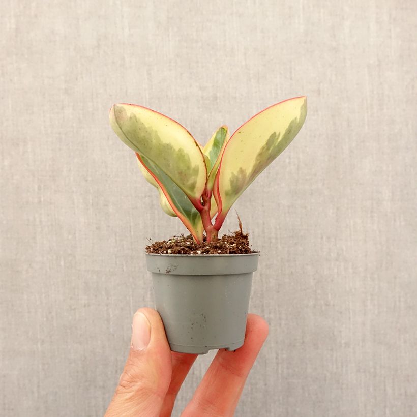 Peperomia clusiifolia Red Margin mini-pianta esemplare consegnato in primavera