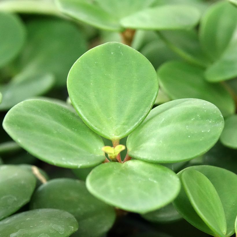 Peperomia Hope (Fogliame)