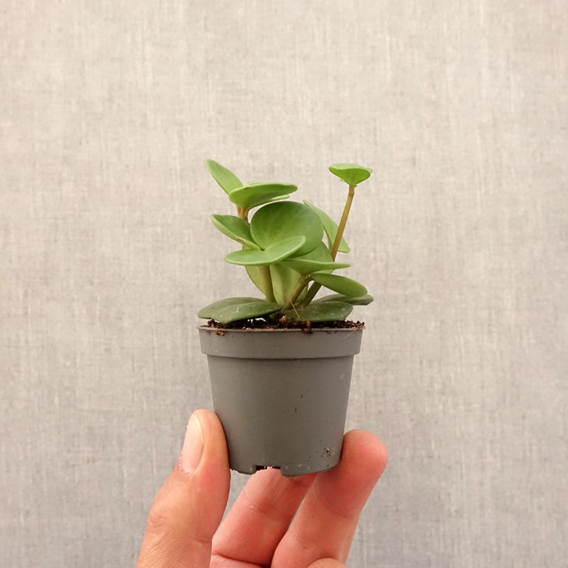 Peperomia Hope mini-pianta esemplare consegnato in primavera