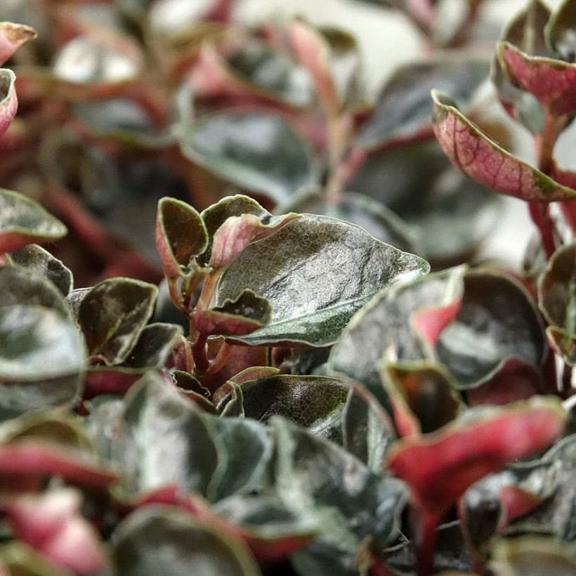 Peperomia metallica Colombiana (Fogliame)