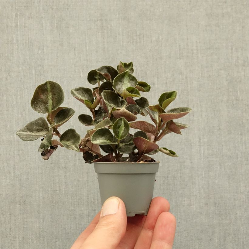 Peperomia metallica Colombiana mini-pianta esemplare consegnato in primavera