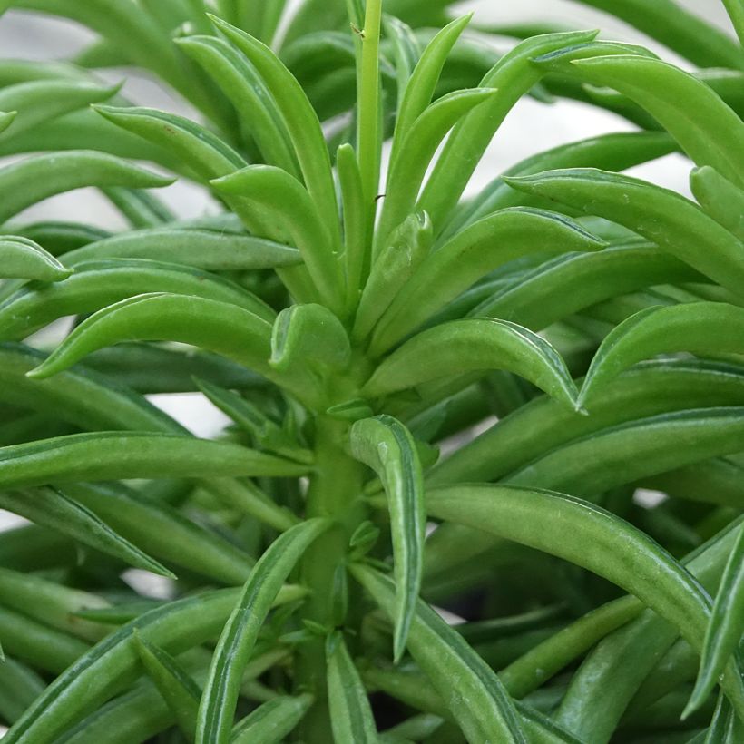 Peperomia Nevada (Fogliame)