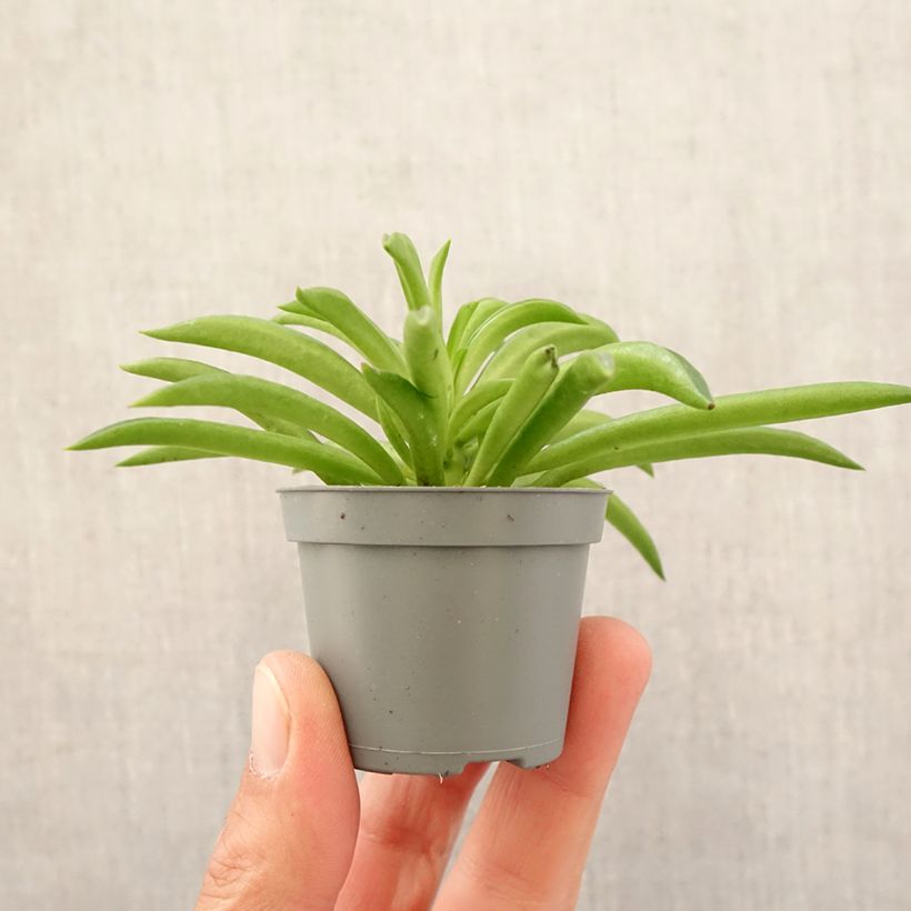 Example of Peperomia Nevada mini-pianta as you get in printemps