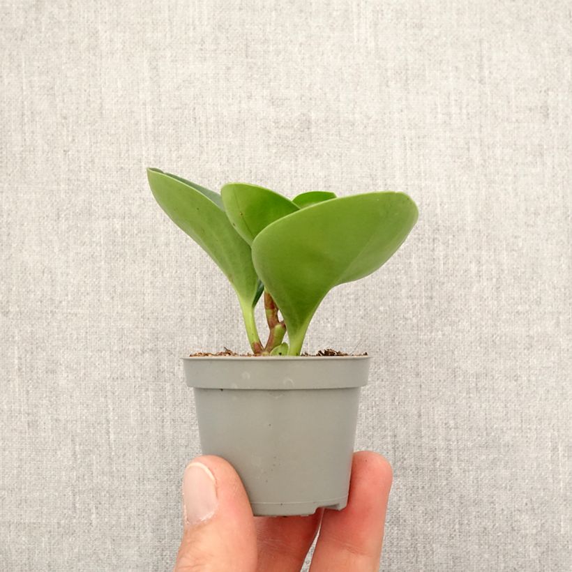 Example of Peperomia obtusifolia Green mini-pianta as you get in printemps