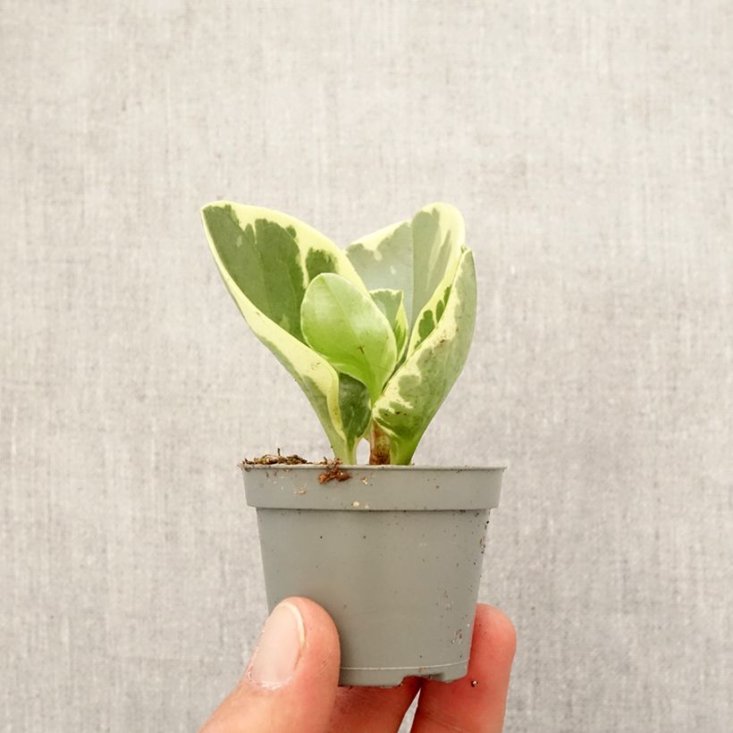 Peperomia obtusifolia USA mini-pianta esemplare consegnato in primavera