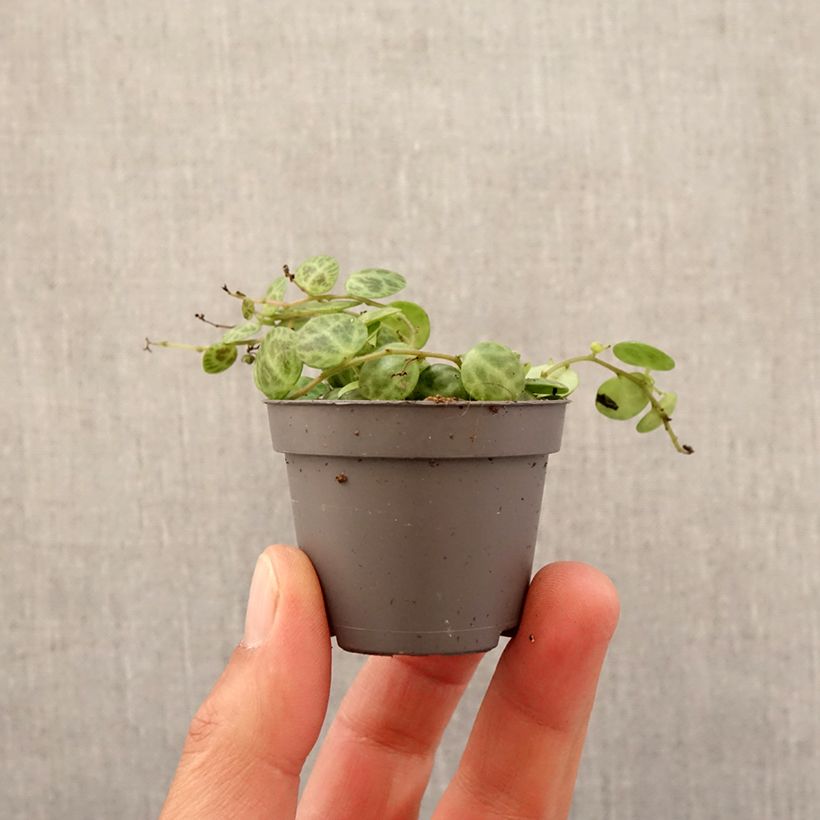 Example of Peperomia prostrata mini-pianta as you get in printemps