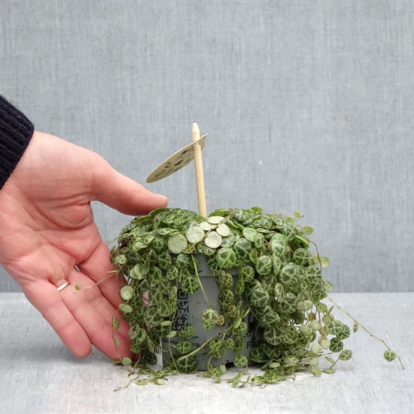 Example of Peperomia prostrata Vaso da Ø 12 cm / 13 cm as you get in printemps