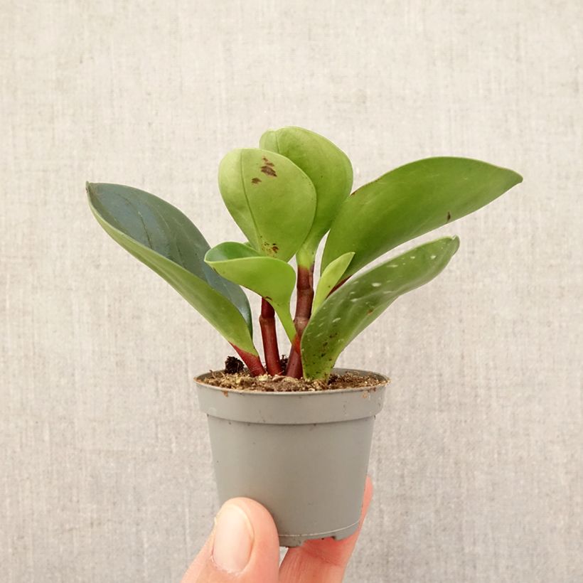 Example of Peperomia Red Canyon mini-pianta as you get in printemps