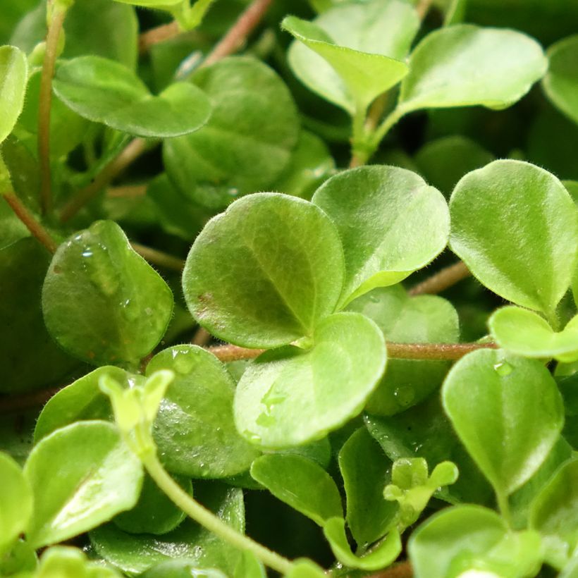 Peperomia rotundifolia (Fogliame)