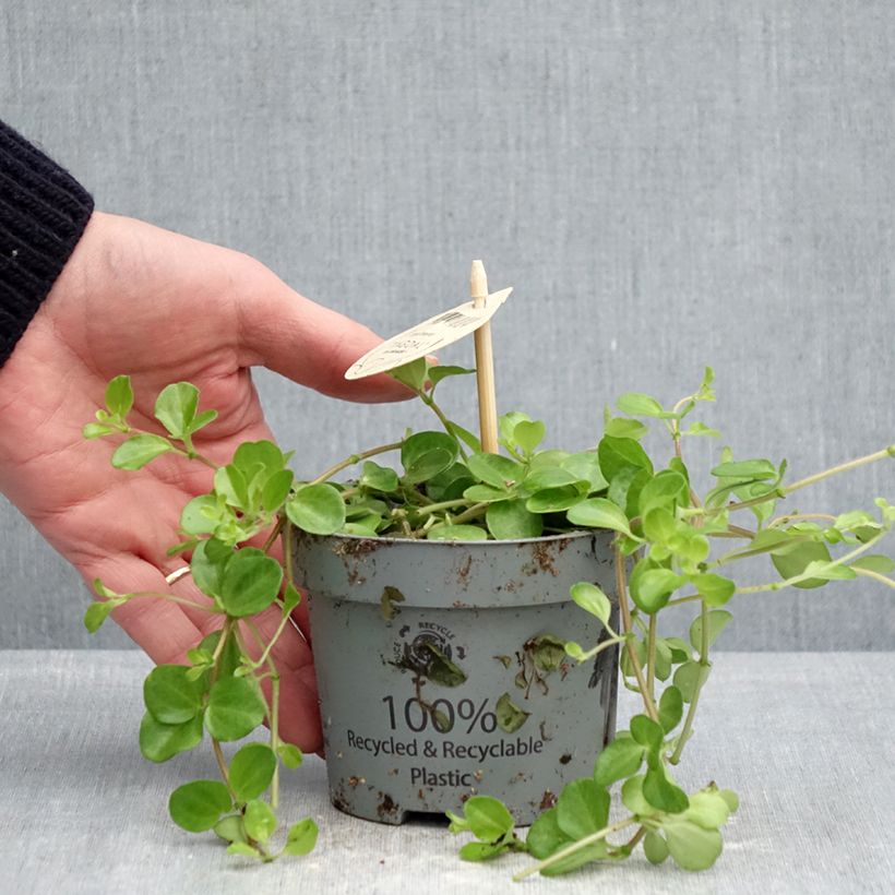 Peperomia rotundifolia Vaso da Ø 12 cm / 13 cm esemplare consegnato in primavera