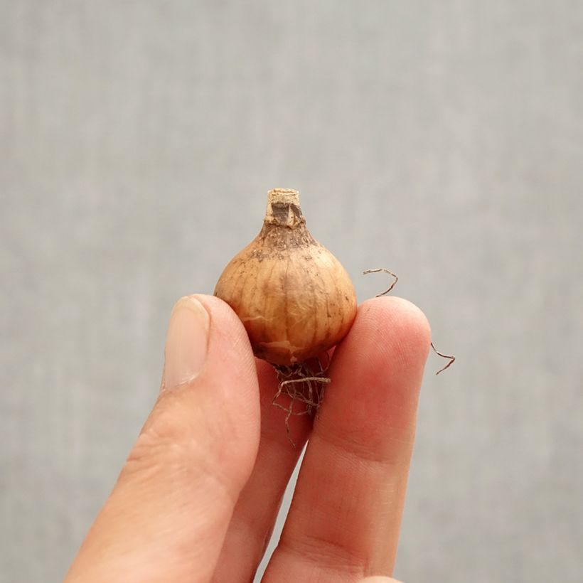 Galanthus Hippolyta - Bucaneve Bulbo taglia 5+ esemplare consegnato in primavera