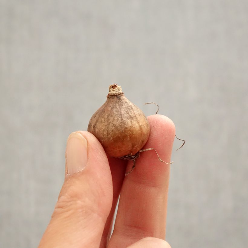 Example of Galanthus nivalis Blewbury Tart - Bucaneve Bulbo taglia 5+ as you get in printemps