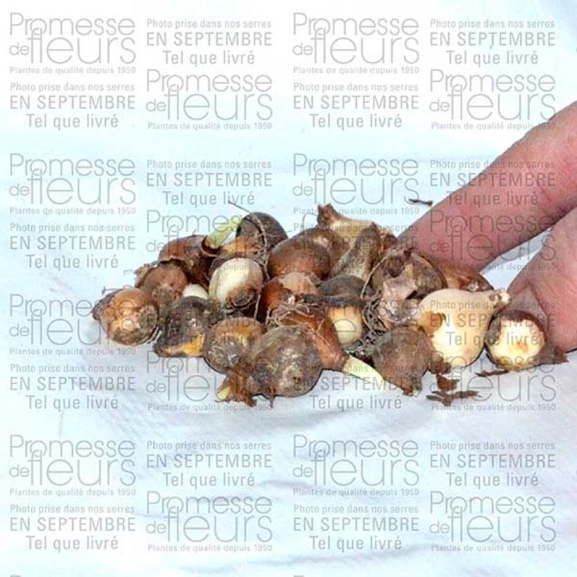 Esempio di esemplare Perce-neige double - Galanthus nivalis Flore Pleno Bulbe calibre 5+ come consegnato