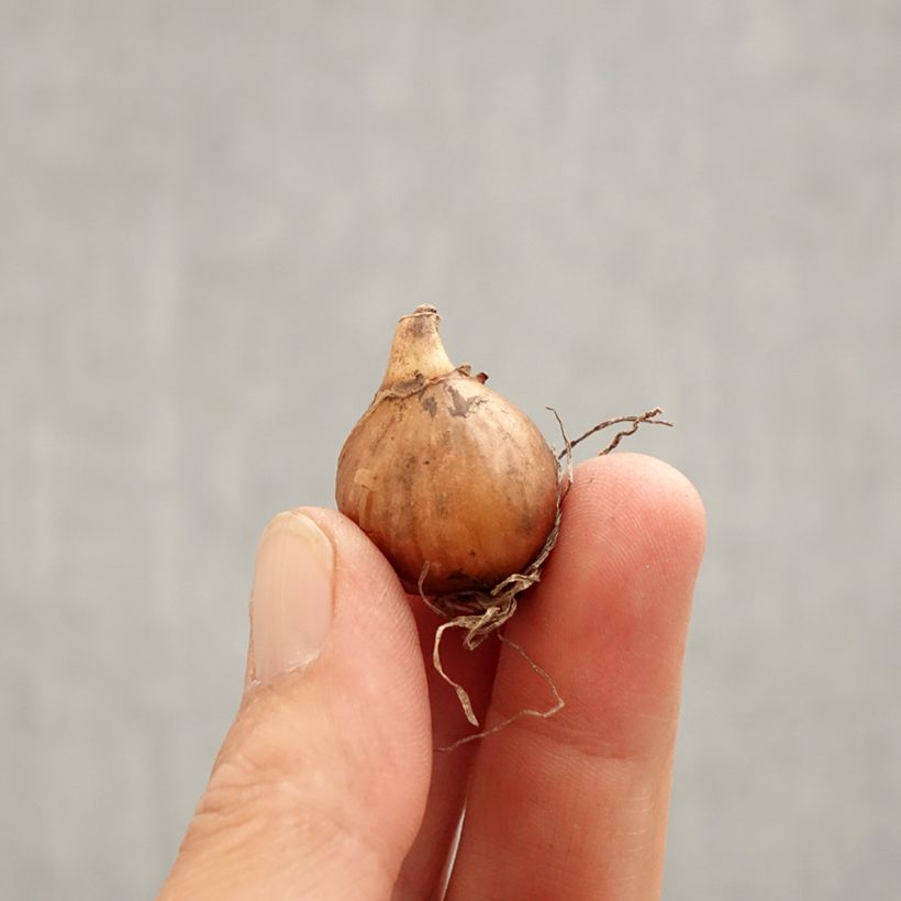 Galanthus nivalis - Bucaneve Bulbo taglia 5+ esemplare consegnato in primavera