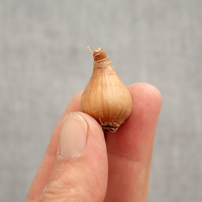 Galanthus woronowii - Bucaneve di Woronow Bulbo taglia 7+ esemplare consegnato in primavera