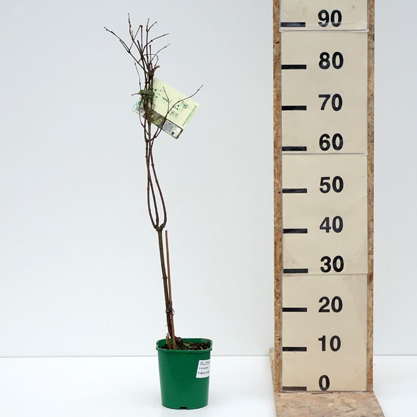 Periploca graeca - Périploque de Grèce Pot de 2L/3L esemplare consegnato in inverno