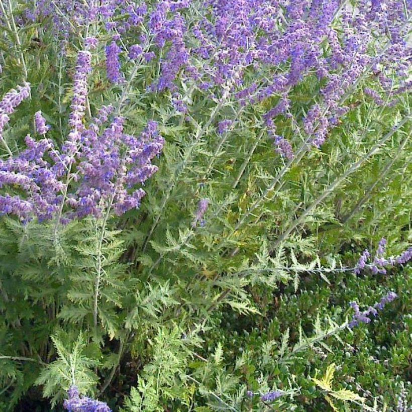 Perovskia atriplicifolia Blue Spire - Salvia russa (Fogliame)