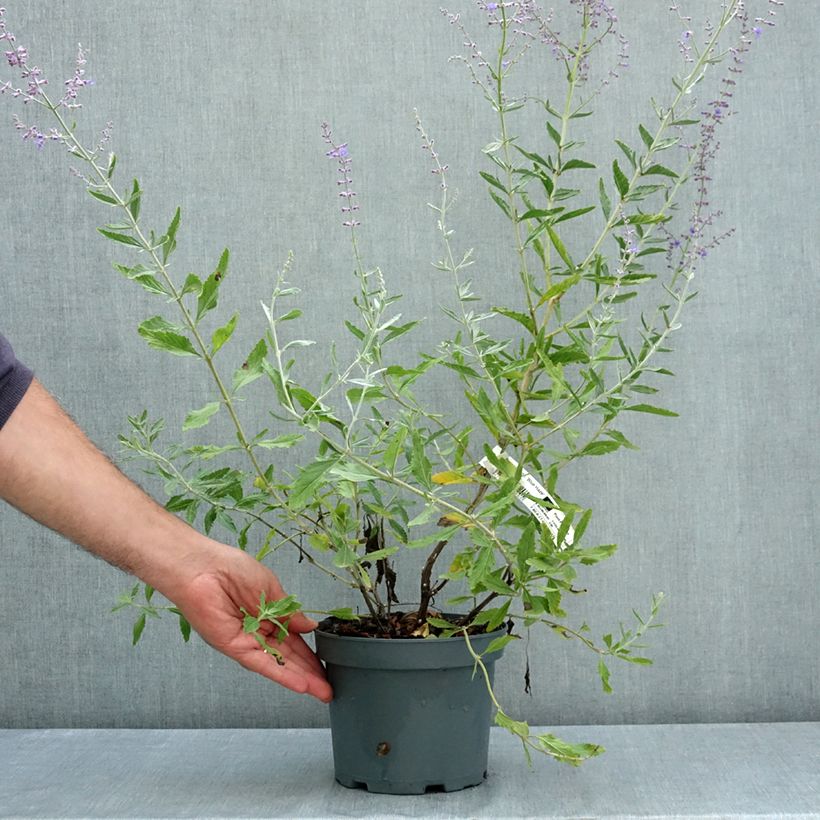 Esemplare di Perovskia atriplicifolia Blue Haze - Salvia russa Vaso da 3L/4L consegnato in estate