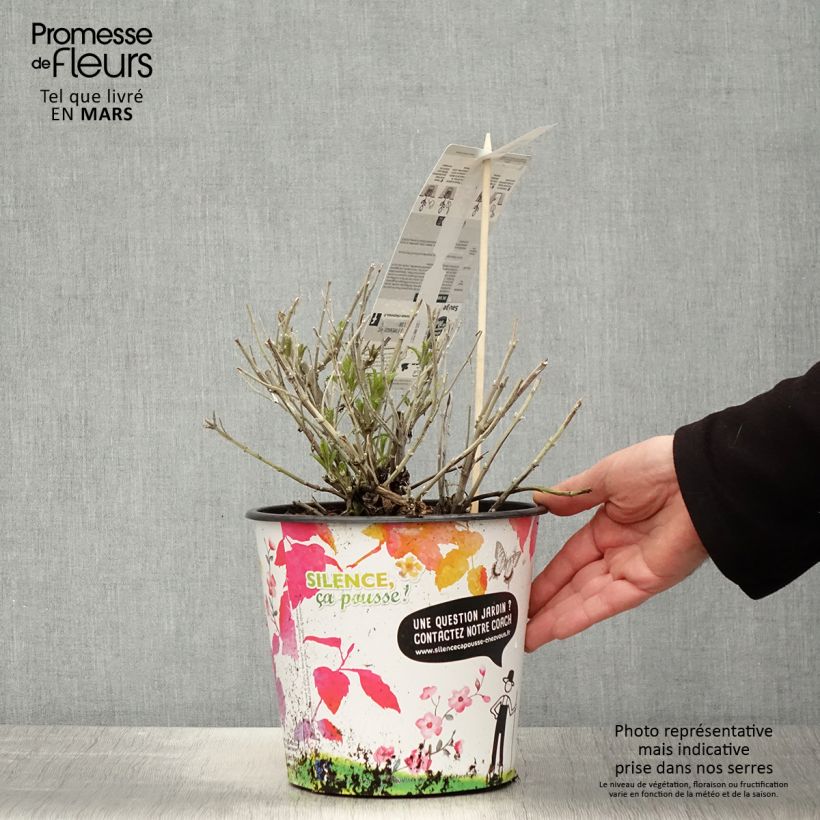 Perovskia atriplicifolia Blue Spire - Salvia russa Vaso da 4L/5L esemplare consegnato in primavera