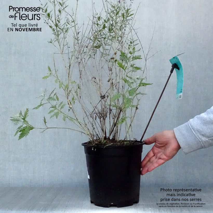 Esemplare di Perovskia atriplicifolia Blue Spire - Sauge de Sibérie Pot de 4L/5L come consegnato in autunno