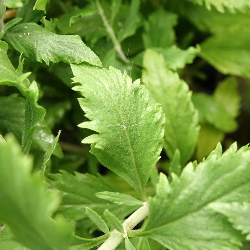 Perovskia atriplicifolia Blue Steel - Salvia russa (Fogliame)