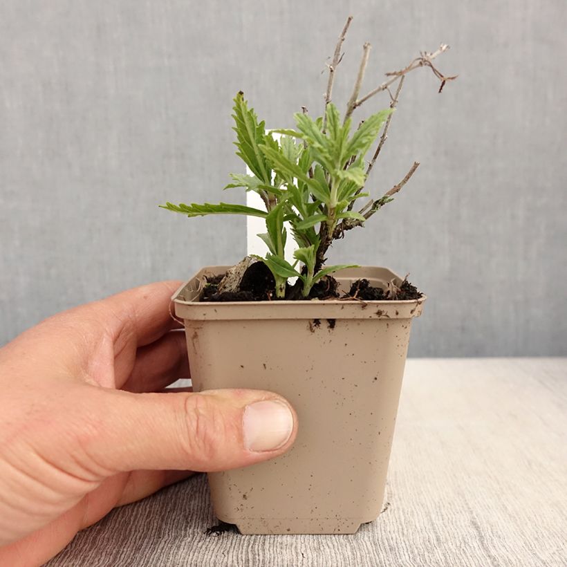 Perovskia atriplicifolia Lacey Blue - Salvia russa Vasetto da 8/9 cm esemplare consegnato in primavera