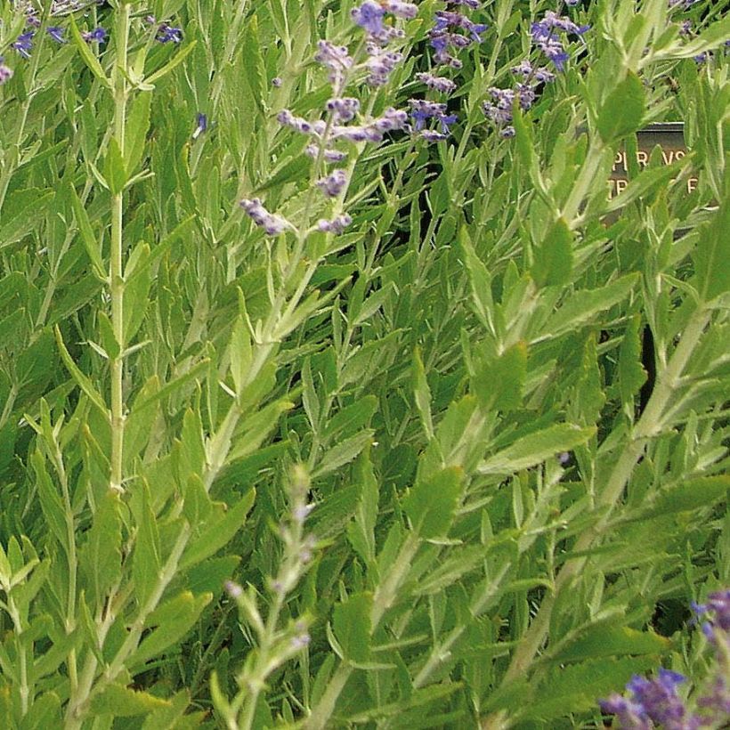 Perovskia atriplicifolia Little Spire - Salvia russa (Foliage)