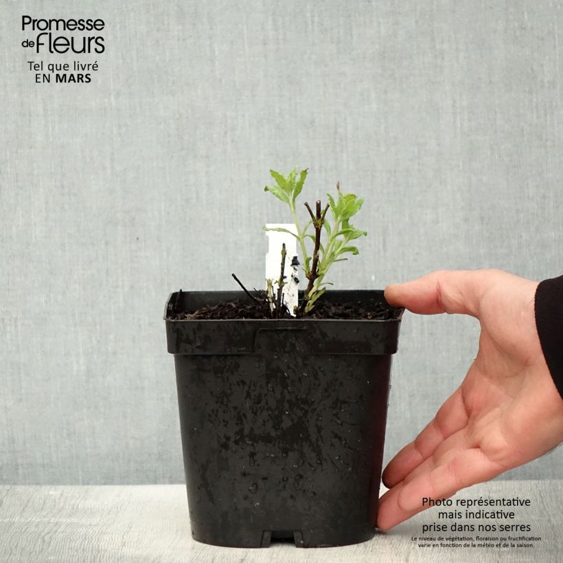 Example of Perovskia atriplicifolia Little Spire - Salvia russa Vaso da 2L/3L as you get in printemps