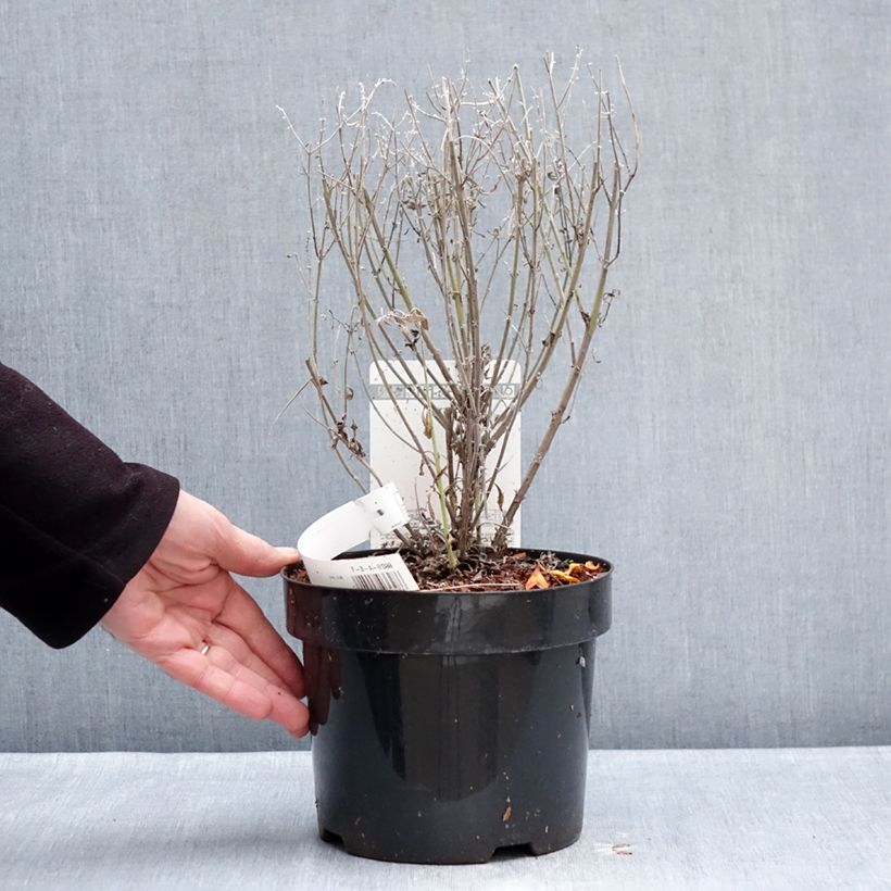 Perovskia atriplicifolia Prime time - Salvia russa Vaso da 3L/4L esemplare consegnato in inverno