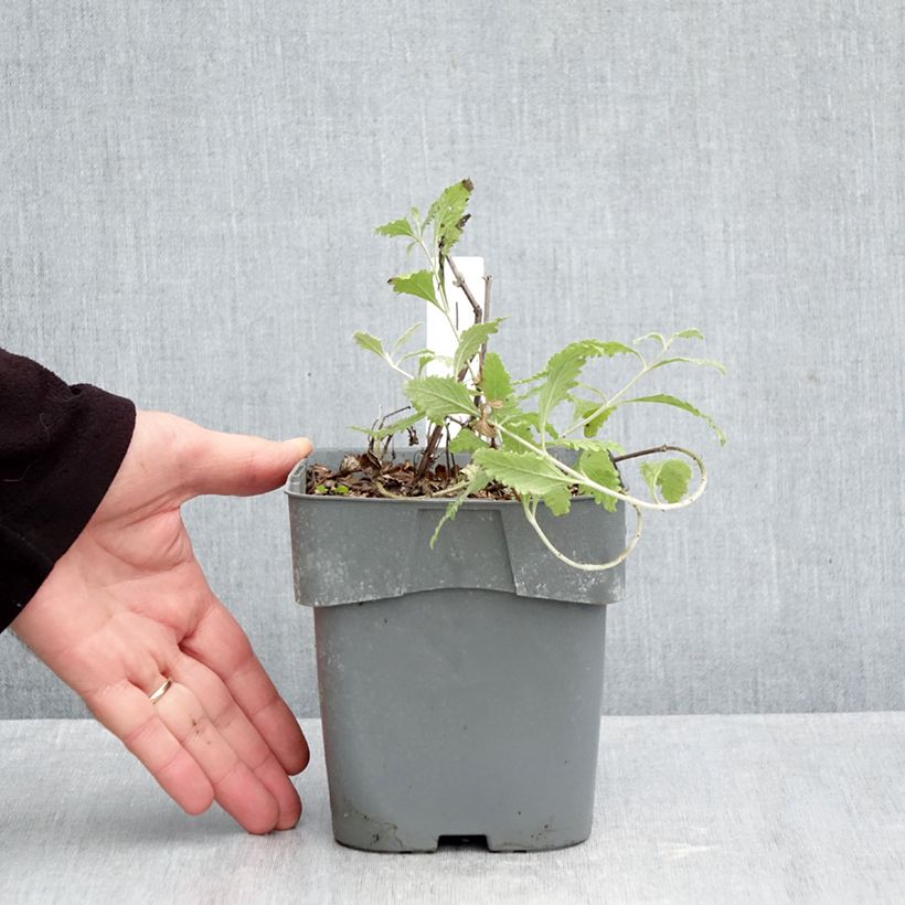 Esemplare di Perovskia atriplicifolia Silvery Blue - Salvia russa Vaso da 1,5L/2L come consegnato in autunno