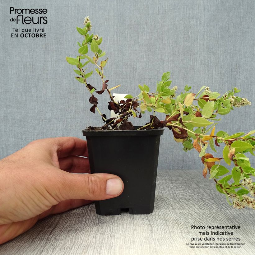 Esemplare di Aconogonon tortuosum var. glabrifolium Vasetto da 8/9 cm come consegnato in autunno