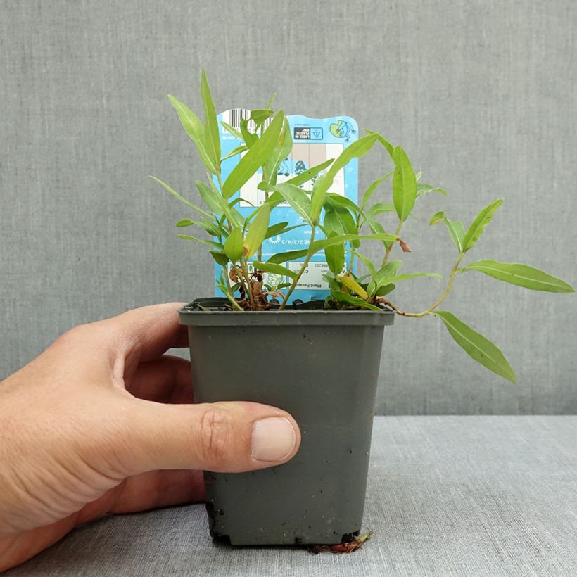 Esemplare di Persicaria amphibia - Poligono anfibio Vasetto da 8/9 cm consegnato in estate