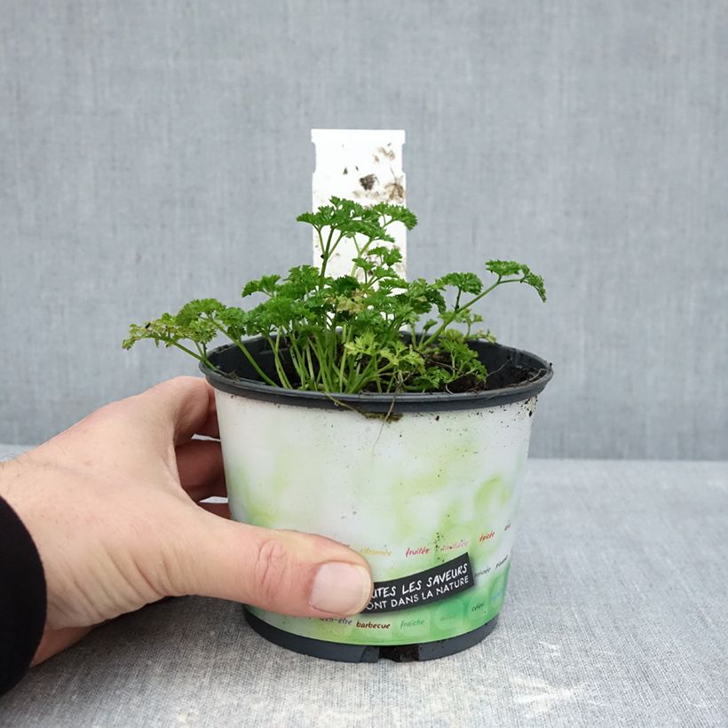 Prezzemolo riccio Verde scuro Bio (piante) Vaso da Ø 10 cm/11 cm esemplare consegnato in inverno