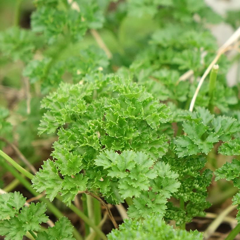 Prezzemolo riccio Verde scuro Bio (piante) (Fogliame)