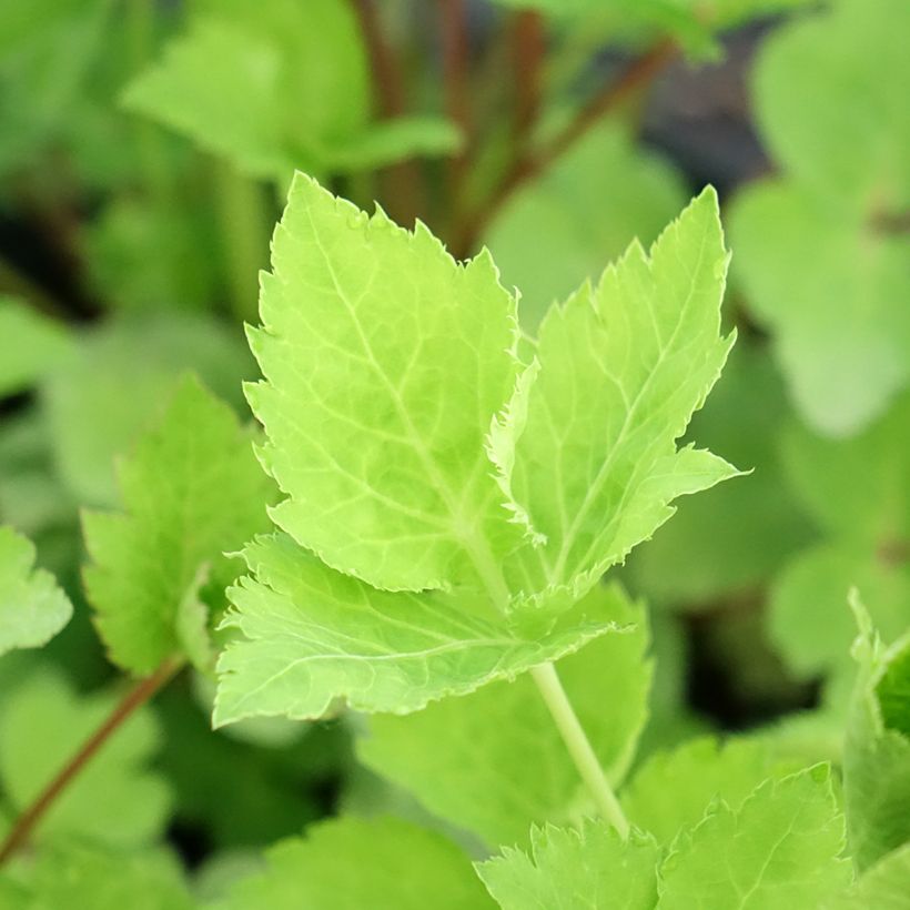Prezzemolo giapponese (Fogliame)