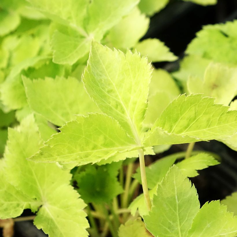 Prezzemolo giapponese Mitsuba BIO (Fogliame)