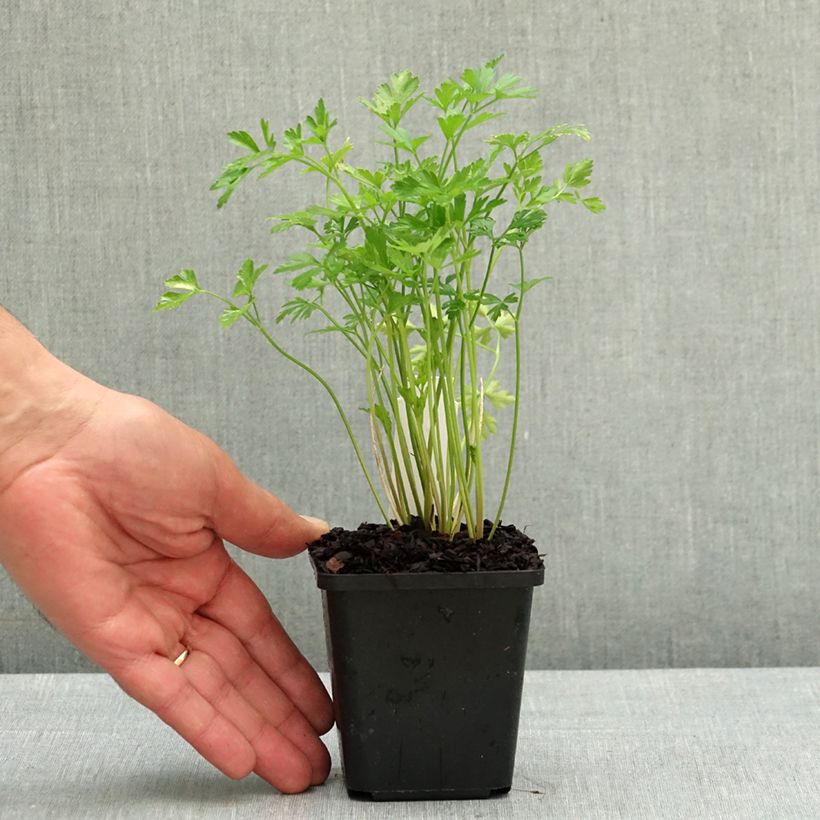 Prezzemolo a foglia piatta Vasetto da 8/9 cm esemplare consegnato in primavera