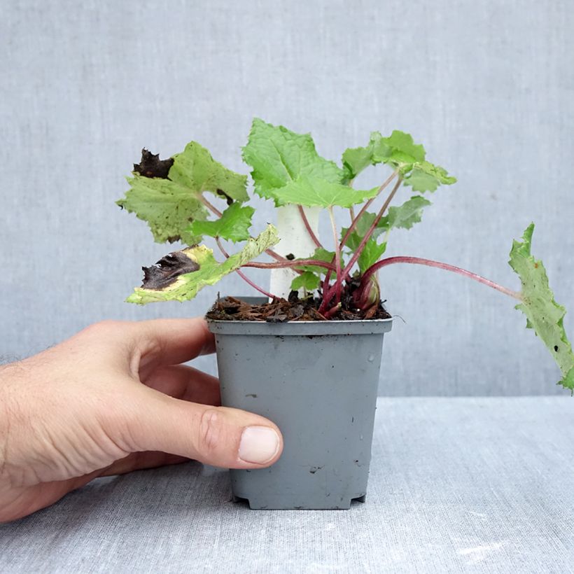 Esemplare di Petasites albus - Farfaraccio bianco Vasetto da 8/9 cm come consegnato in autunno