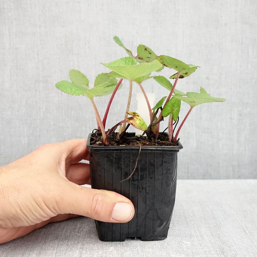Esemplare di Petasites fragrans - Farfaraccio Vasetto da 8/9 cm come consegnato in autunno