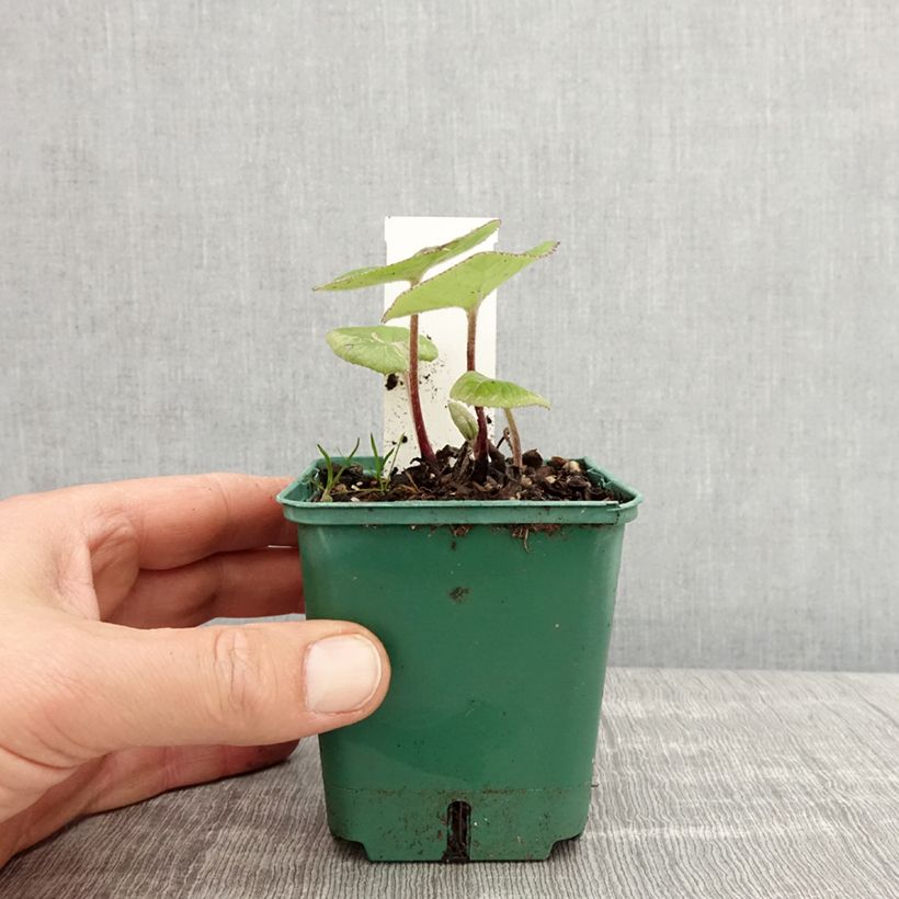 Example of Petasites fragrans - Farfaraccio Vasetto da 8/9 cm as you get in printemps