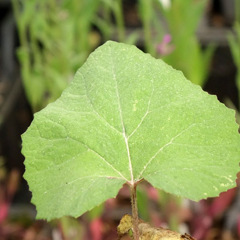 Petasites japonicus Giganteus (Fogliame)