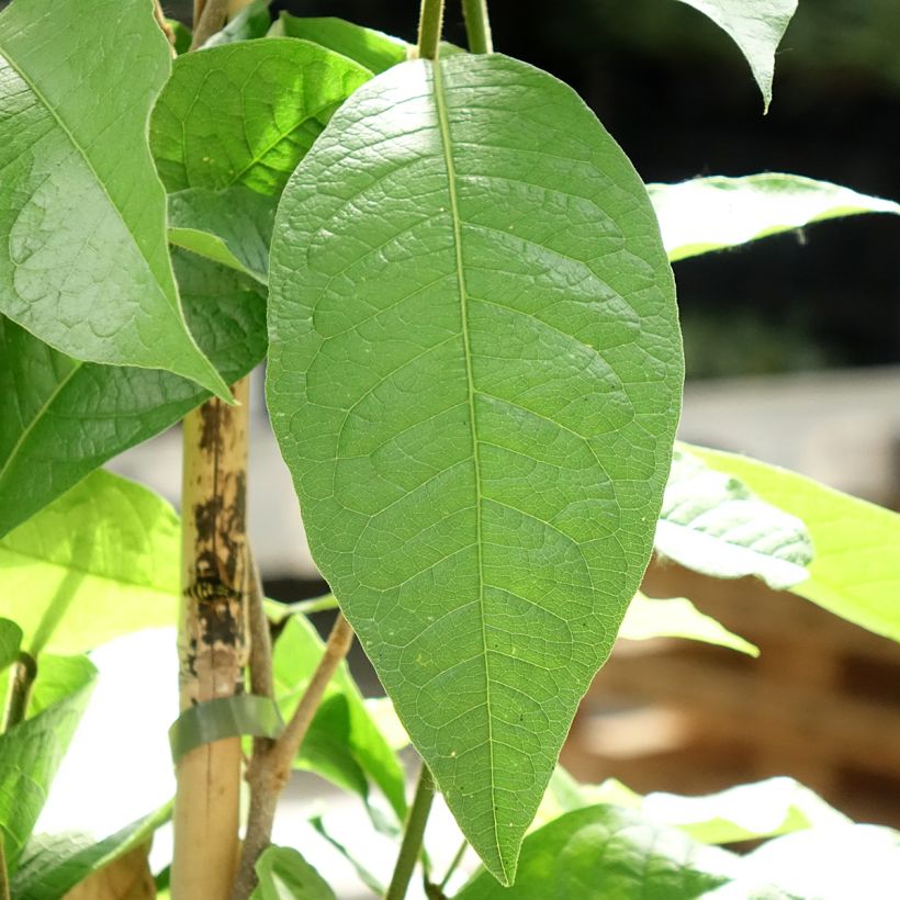 Petrea volubilis (Fogliame)