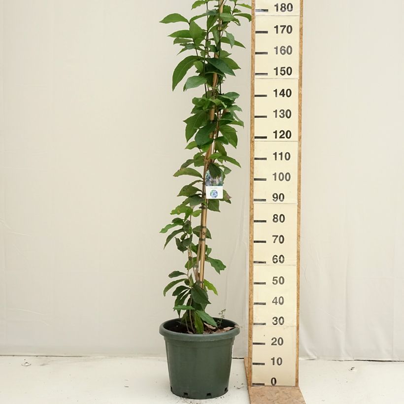 Esemplare di Petrea volubilis Vaso da 20L/25L consegnato in estate