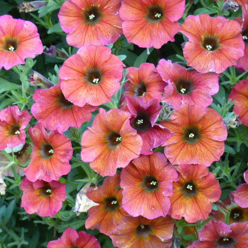 Petchoa BeautiCal Cinnamon (Flowering)