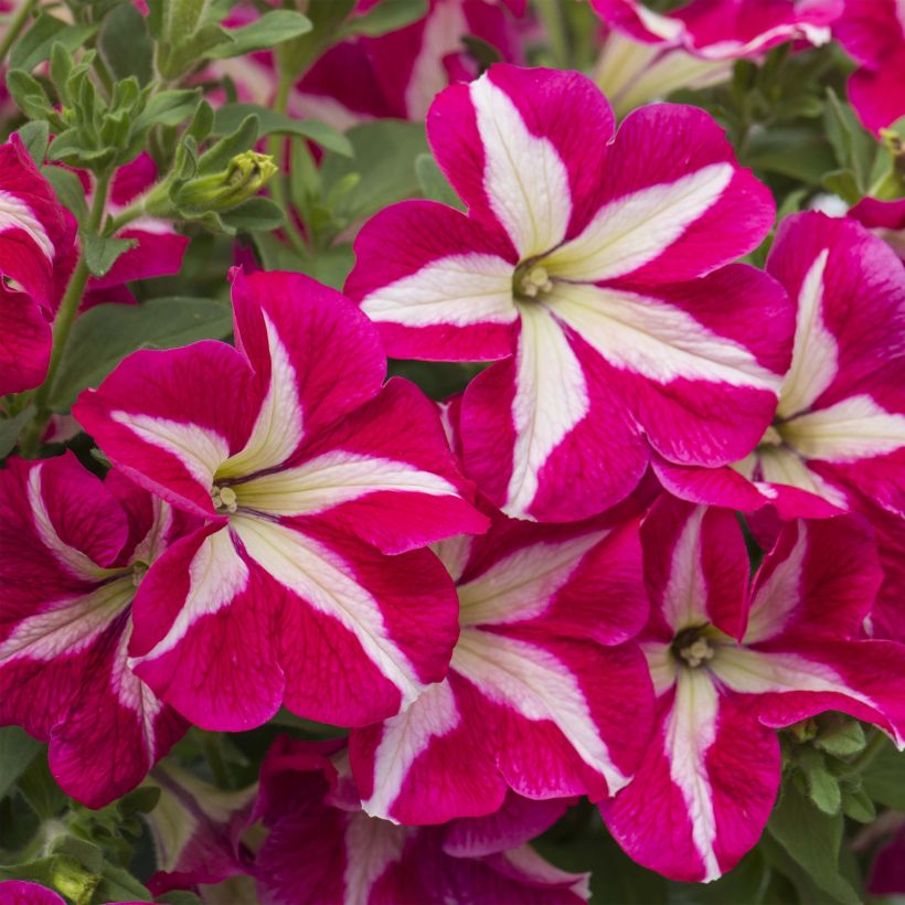 Petunia Designer Rose Star (Fioritura)